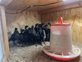 Ayam cemani kuřátka