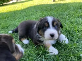 ENZO