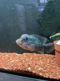 Flowerhorn Red Kamfa samice cca 17cm
