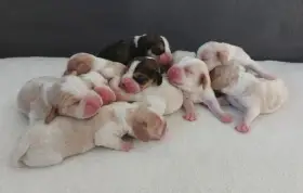 Štěňátka bígl beagle