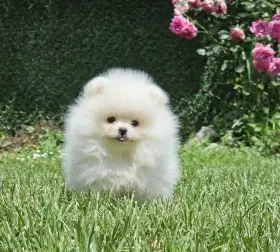 Pomeranian BOO medvídci, Štěňata Pomeranian Spitz