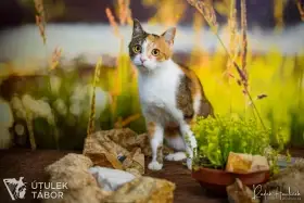 Rue k adopci