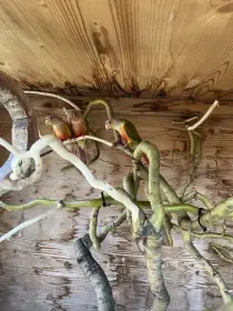 Pyrura zelenolici pineapple