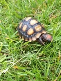 Želva uhlířská (Chelonoidis carbonaria)