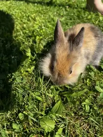 Králíci