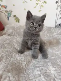 Nico