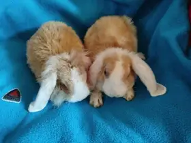 Nabízím zakrslé králíčky- beránky rex
