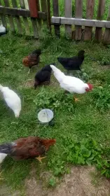 Kohouti leghornka,maranska měděněkrká,minorka,vlaška koroptví