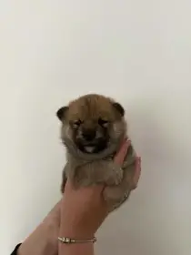 Fenečky Shiba