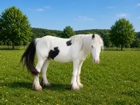 Irský cob