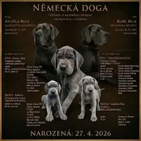 Německá doga modrá