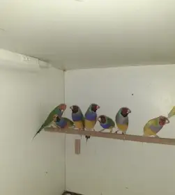 Prodám Amandina Gouldové