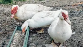 Chovný kmen pižmovek 1.4 na prodej