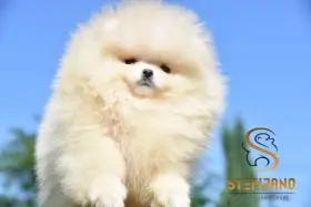 Pomeranian BOO medvídci, Štěňata Pomeranian Spitz