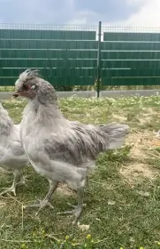 3 kohouti (Araukana levandulová)