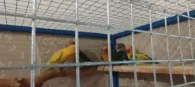 Agapornis Fišerův