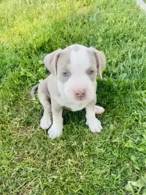 American Bully štěňata s abkc PP