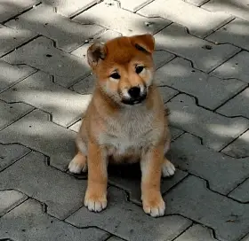 Shiba Inu s PP FCI z chovatelské stanice pibaro