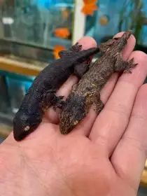Melanistic R. Leachianus