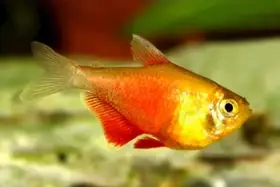 Tetra červená var.orange