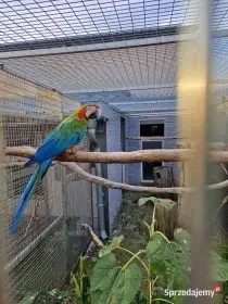 Par Ara Ararauna x Ara Harlequin 2018