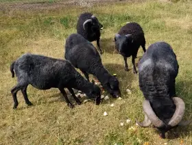 Ouessantské ovce