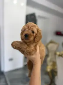 Goldendoodle Krásná štěňata