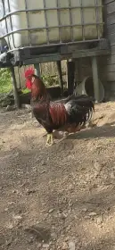 Prodám / vyměním kohouta Vlašky koroptví