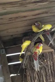 Kakariki