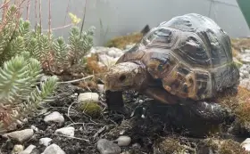Želva podlouhlá - Indotestudo elongata