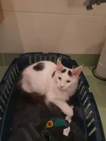 Mainský mývalí kocourek hledá domov