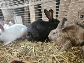 Králík