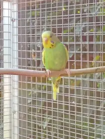 Andulka