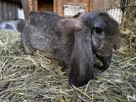 Francouzský Beran samci