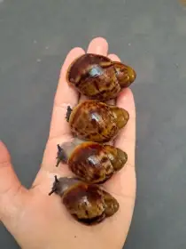 Archachatina marginata ovum XXL - africký šnek