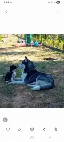 Husky s PP a borderkolue bez PP