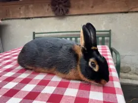 Králík tříslový černý samec