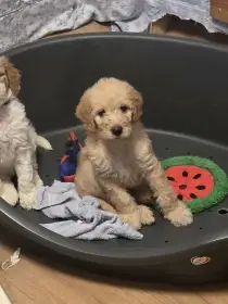 Labradoodle F3b