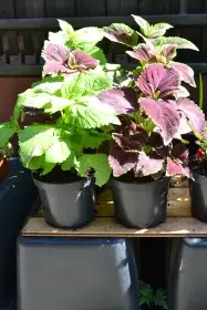 Coleus - Africká kopřiva