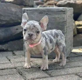 Štěňata francouzského buldoka k dispozici k adopci