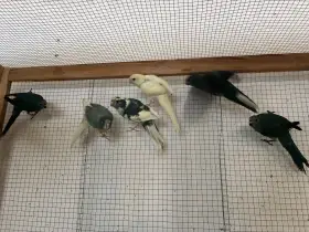Kakariki červenočelý