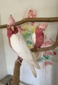 Kakadu růžový Lutino 0.1
