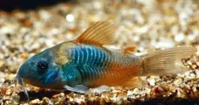 Corydoras venezuelanus - Pancéřníček venezuelský var. orange