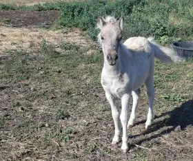 Prodám minihorse klisničku