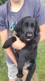 Štěňata Flat Coated Retriever