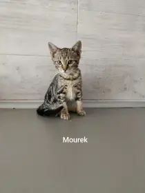 Mourek a Mína hledají domov