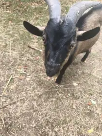 Daruji rodinku