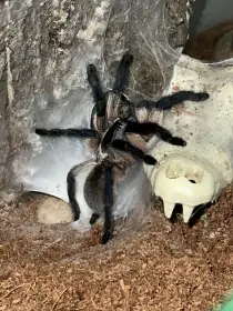 Monocentropus balfouri samice  terárium  cca 15 mláďat