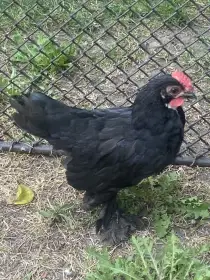 Kohoutek zakrslé rousné