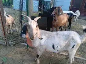 Anglonubijská kozička 100% AN bez PoP